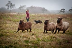Sheep photos from Susan Landmann Oct 2011 006