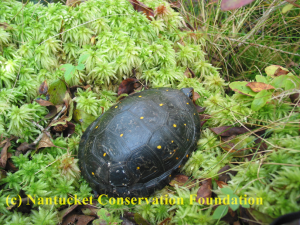 Waldo (turtle 159) was our only male turtle tracked this year. He was often found partially buried in sphagnum mosses, as above. 