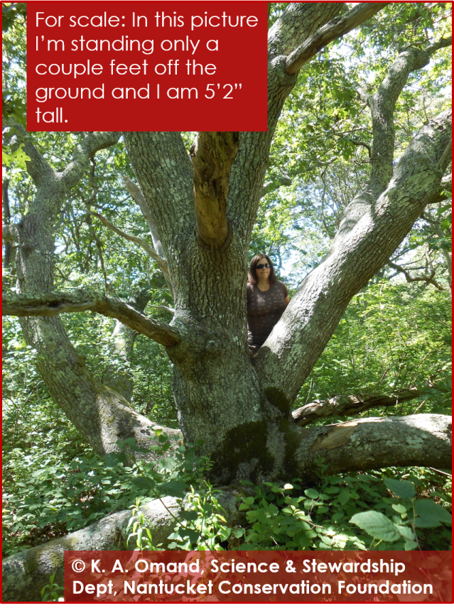Very large black oak, with 6 main trunks, each greater than 8 inches dbh.